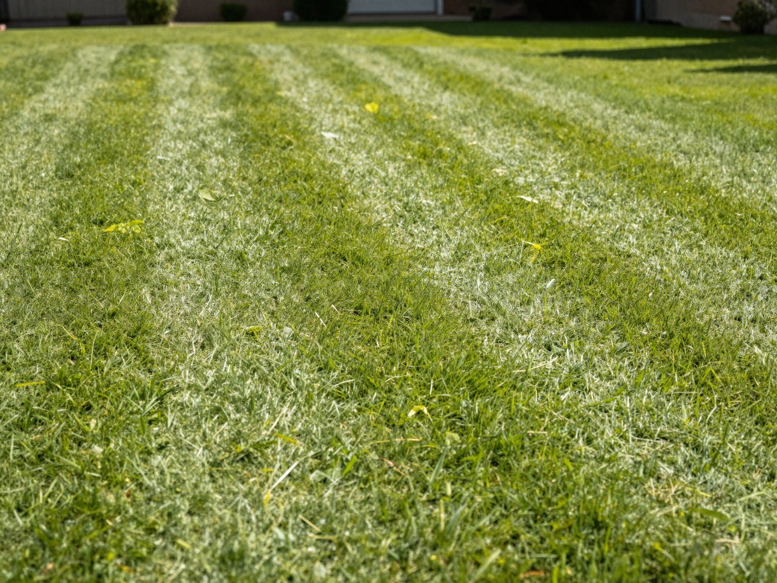 Freshly mowed lawn